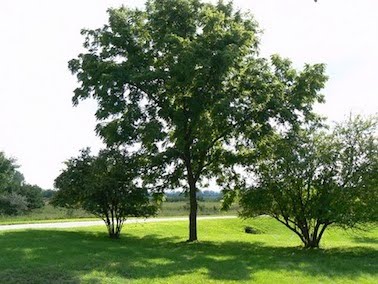 The Tree of Carbon Forgiveness