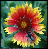 LA ABEJA Y LA FLOR, COMBINACION PERFECTA PARA LA MIEL