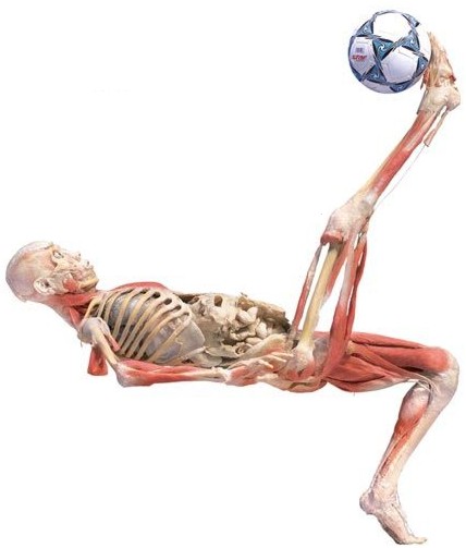 [corpo-humano-futebol.jpg]