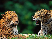 Wild cats wallpaper