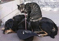Cats with other animals