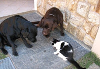 Cats with other animals