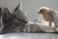 Cats with other animals