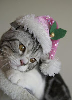 New Year's cats