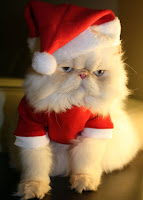 New Year's cats