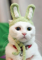 Cute cats