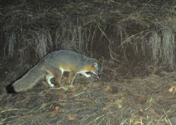 Gray Fox. Photo by Chas S. Cifton