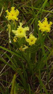 Lithospermum incisum