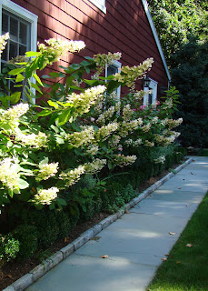 Davy S Louisiana Gardening Blog Pink Hydrangeas