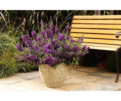 Most Popular Post Of All Angelonia A Flower That Keeps On Giving Jan Johnsen