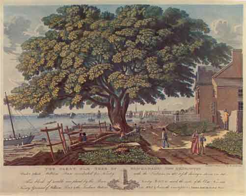 Elm+Tree+Symbolism Elm Tree Symbolism http://serenityinthegarden.blogspot.com/2010/08 ...