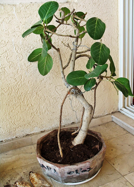 Bonsai banyan tree
