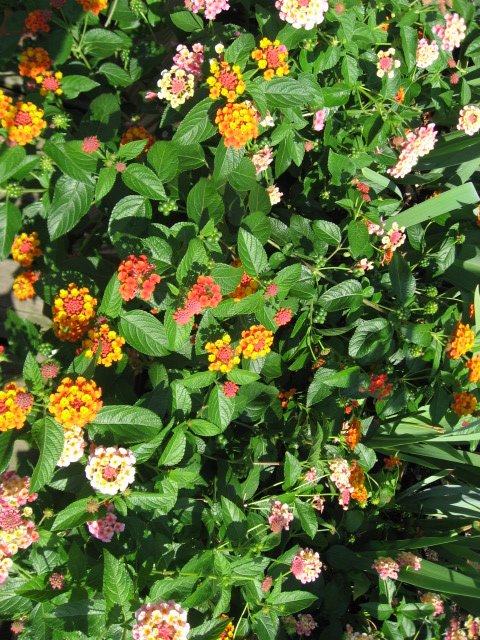 [lantana.JPG]