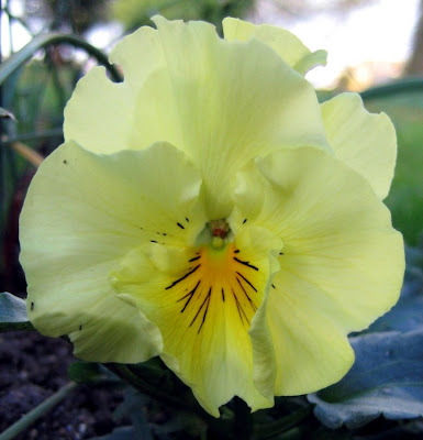 amor perfeito flor. amor perfeito flor. amor perfeito flor.