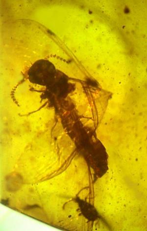 [termitprotozoa.jpg]