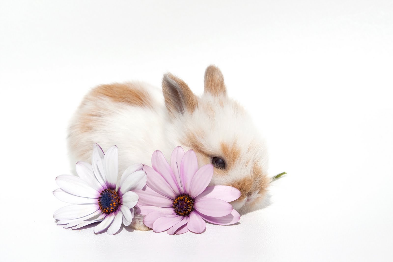 daisy bunny