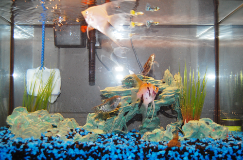 Barbie'sVomitx: Fish tank :)