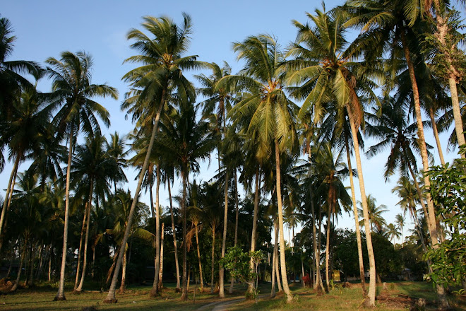 Coconut Tree