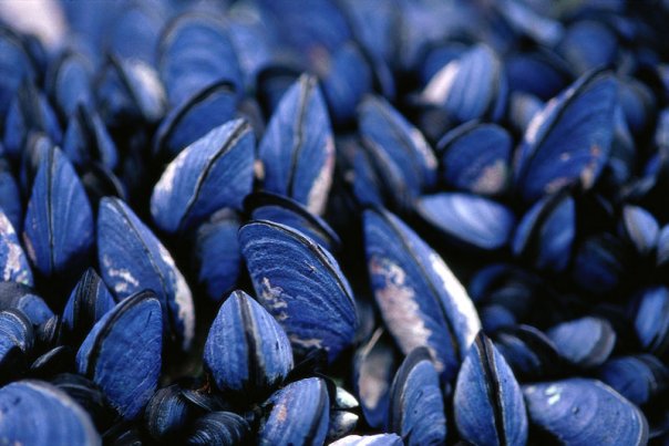 [Isla-de-los-estados-cholgas.jpg]