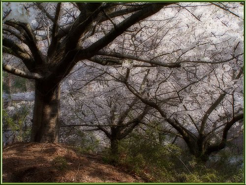 [gran-cerezo.jpg]