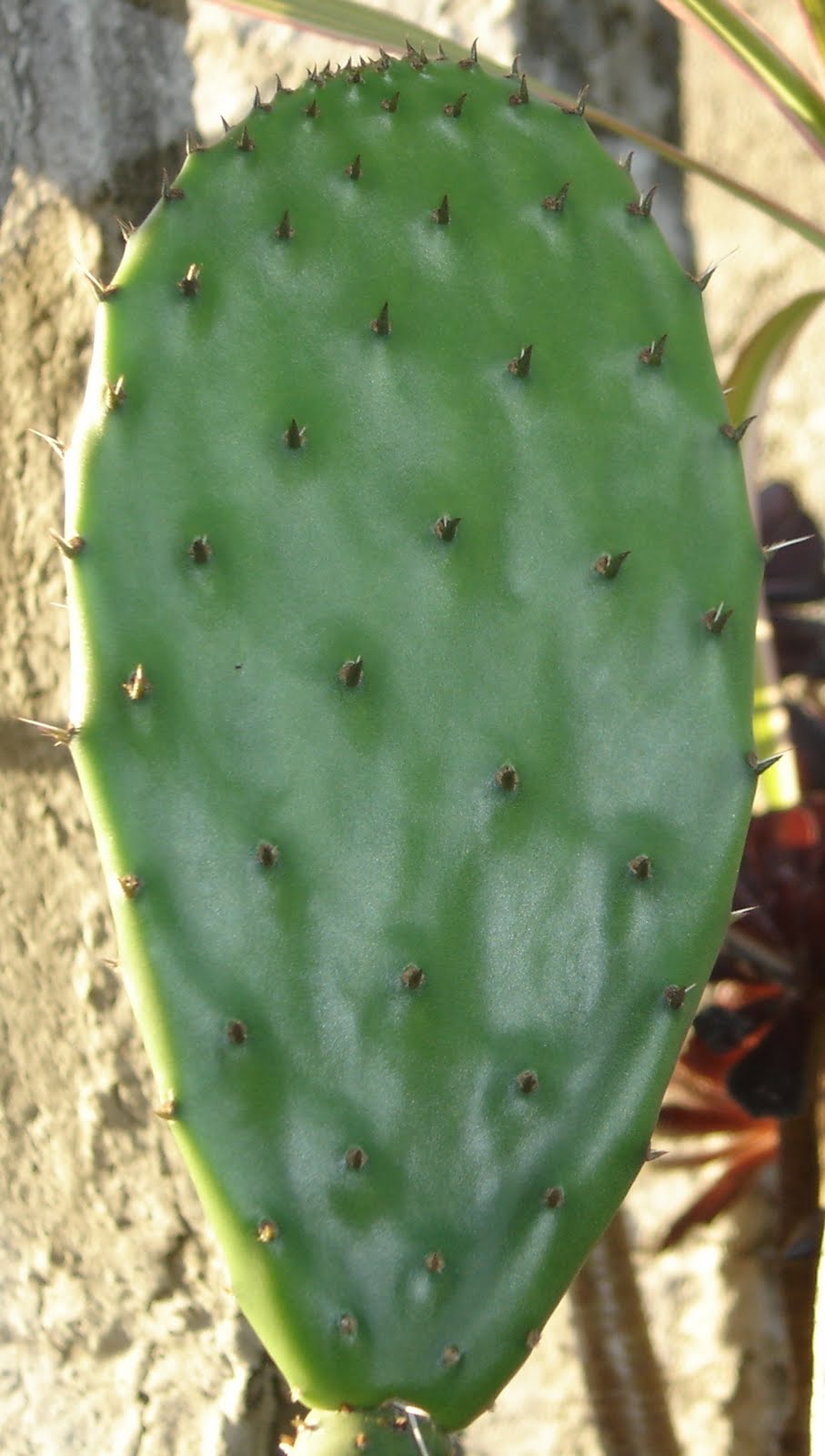 Mi Jardin. Opuntia