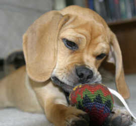 A Puggle