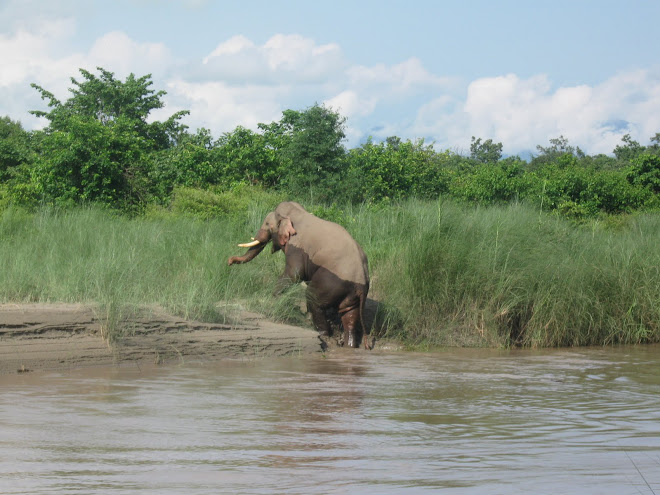 Tusker in the Jungle