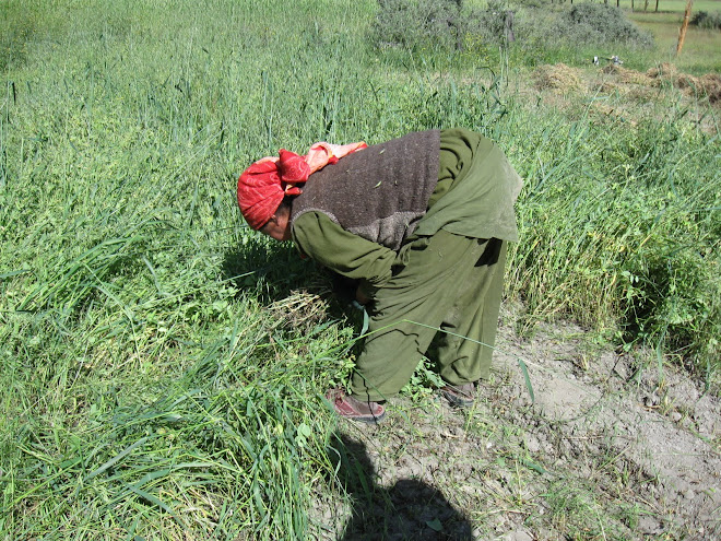 Harvesting in Mulbech