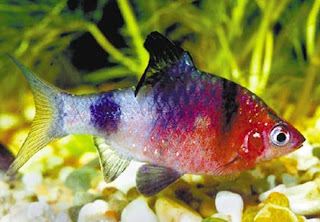 black ruby barbus nigrofasciatus