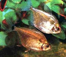 silver tetra - ctenobrycon spilurus picture