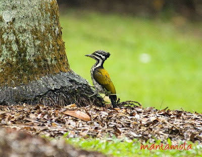 Colour Picture Singapore Bird on With The Unmistakable Gold Colour On The Back This Is Indeed A Common