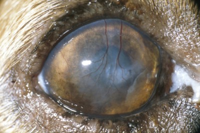 [TC_Parot_postop.jpg]