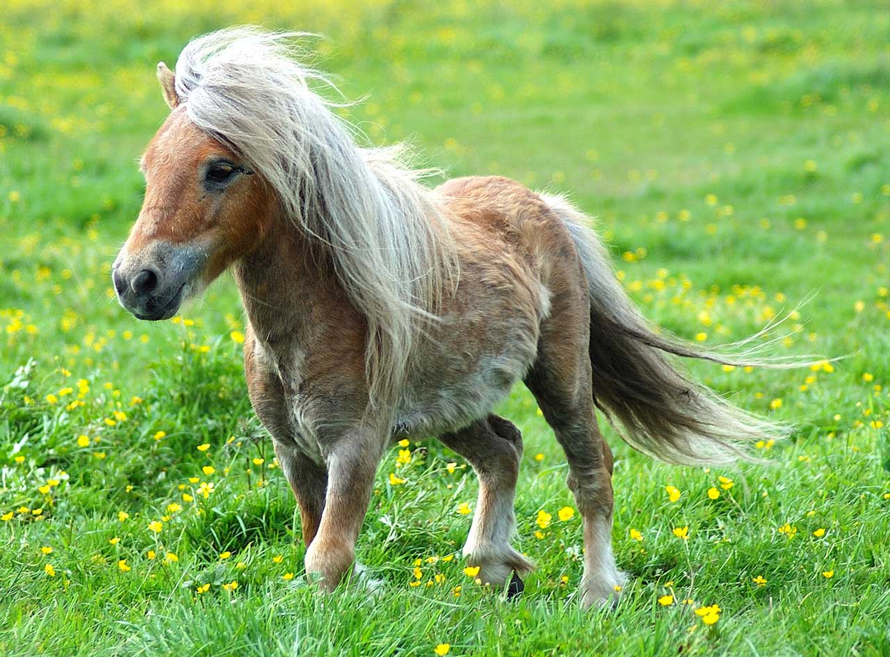 http://4.bp.blogspot.com/_62Lrfx74axc/TLwXe3P0LgI/AAAAAAAAAzk/GM-gmKFmjhw/s1600/cool-pony.jpg