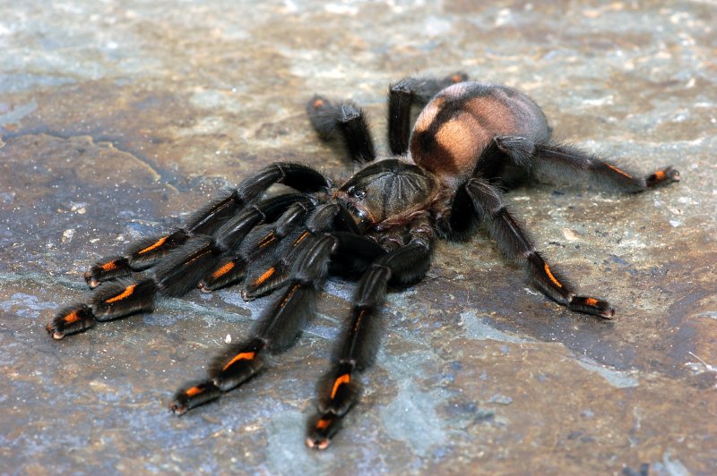 Birdspiders: Alles über Vogelspinnen: Vogelspinnen für Anfänger