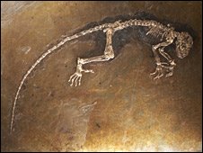 [_45796213_fossilindex_linkatlantic_22.jpg]