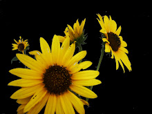 KANSAS SUNFLOWERS