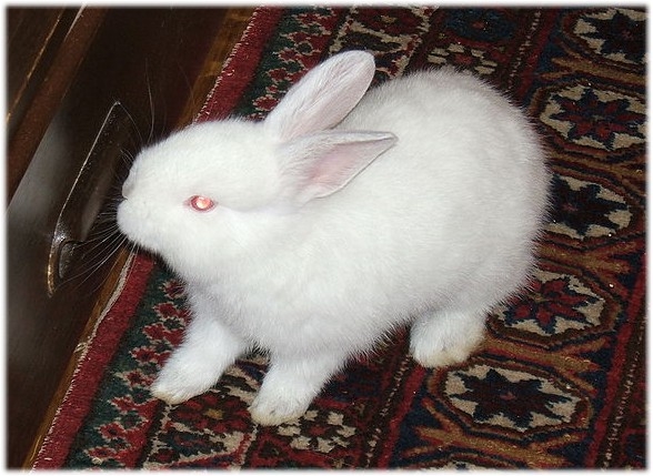 german dwarf rabbit