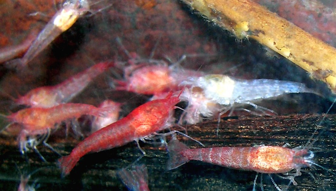 Opae Ula Shrimp Halocaridina Rubra Care Info The Shrimp, 57 OFF