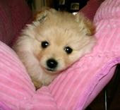 Hi, My Name is Romeo