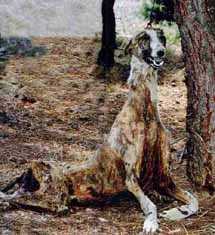 [Galgo+2.jpg]