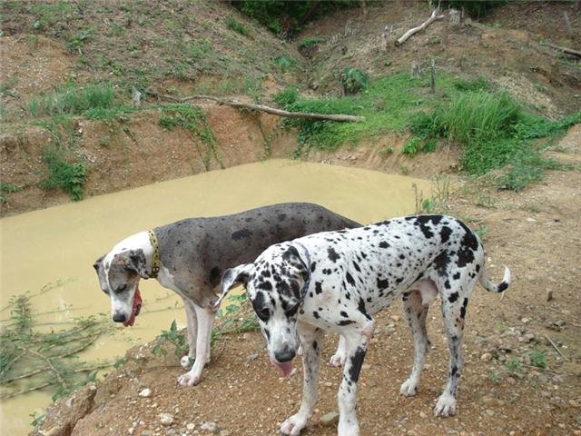 [dog...bmp]