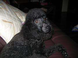 Penny the Poodle