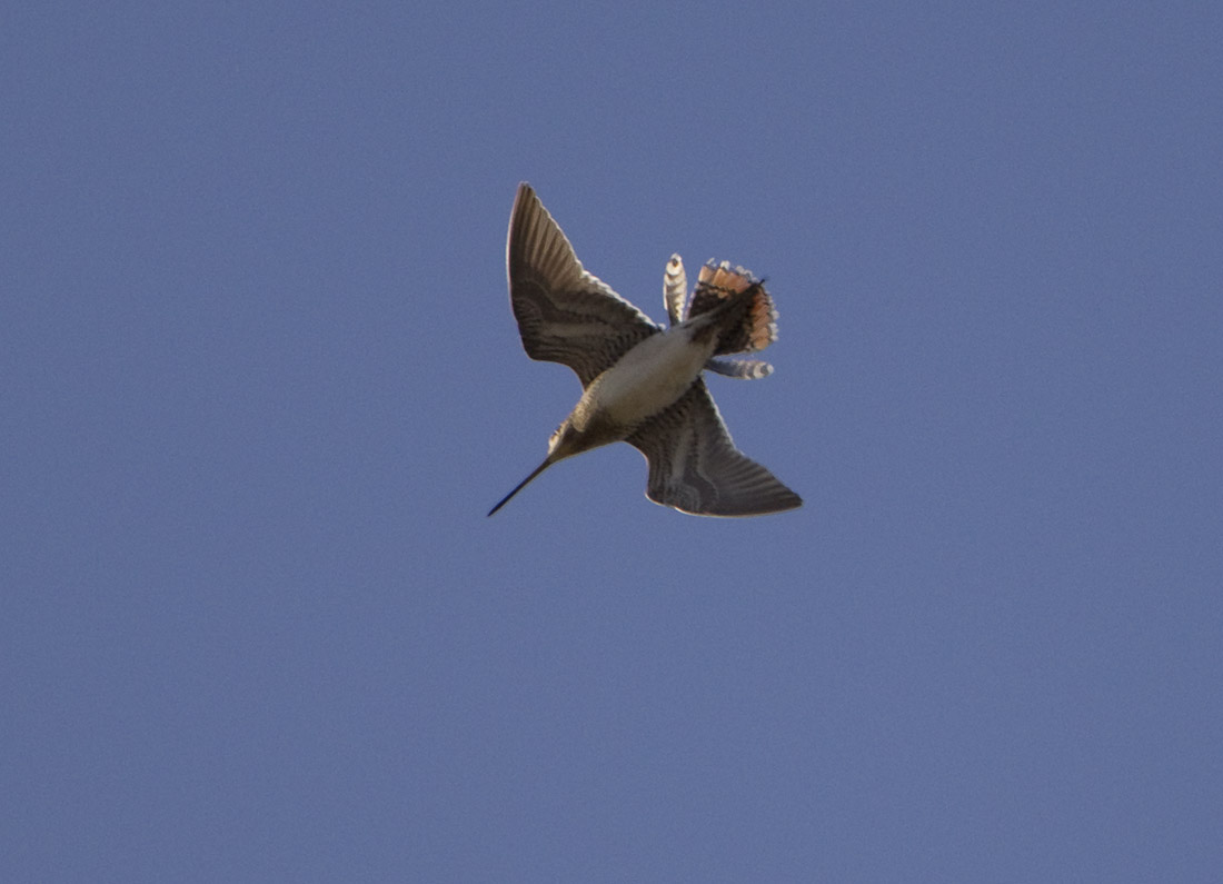 pewit drumming Snipe