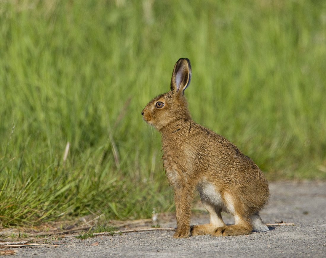 pewit Leveret