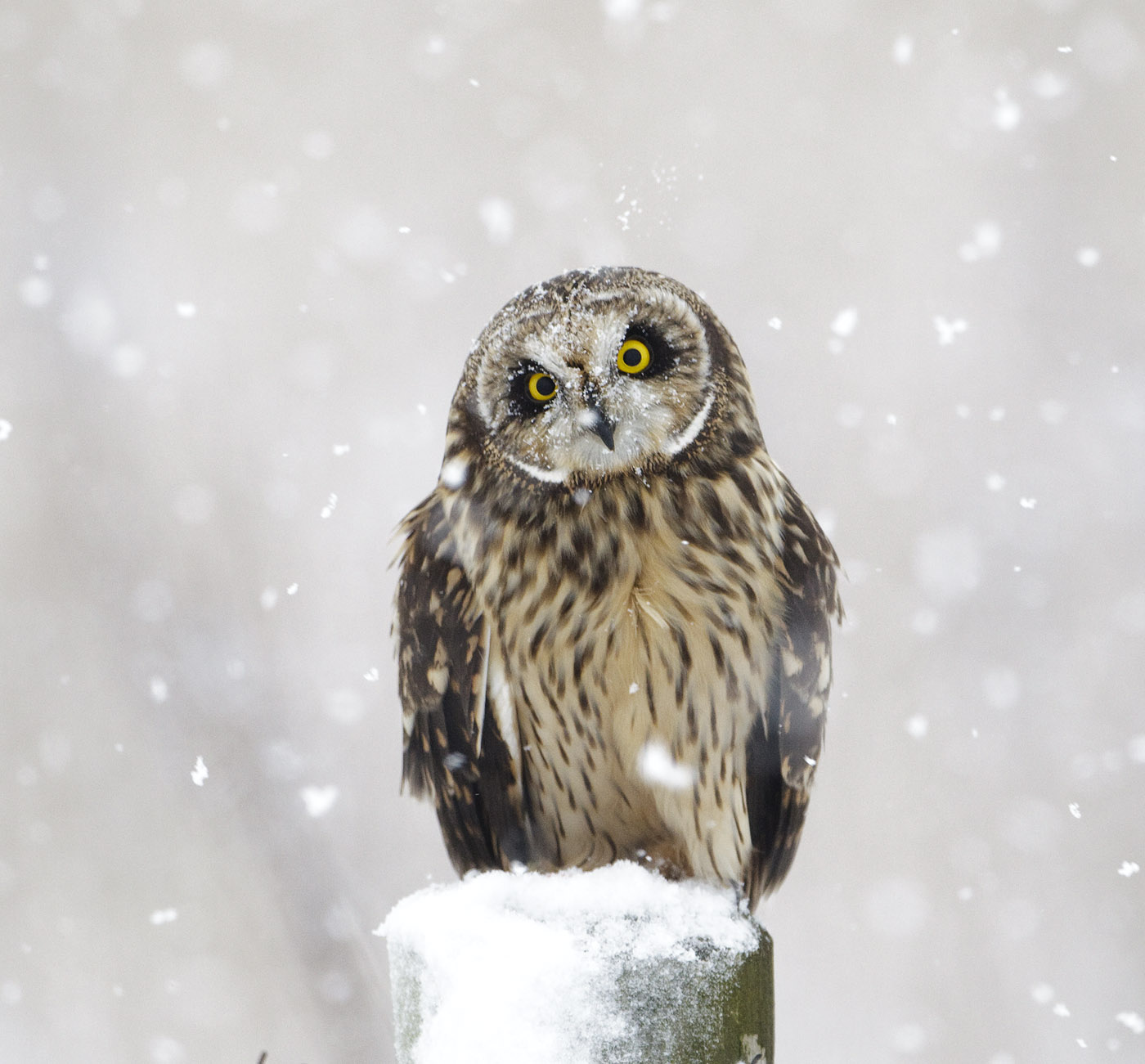 pewit snow owls 1 pewit snow owls 1