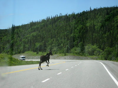 younger female moose crossing Trans Canada Highway