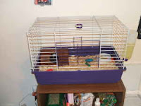 Adopt a Guinea Pig in PA/NJ/NY/WV: PA-Craigslist-Allentown ...