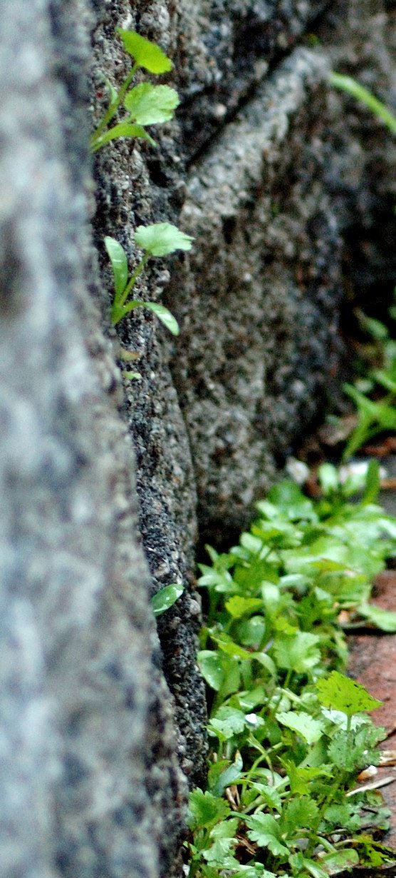 [cilantro+self-seeded+in+wall+cracks.jpg]