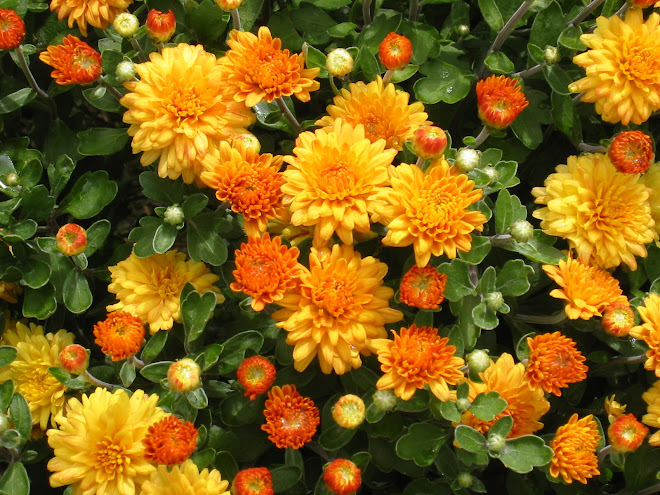 Chrysanthemum