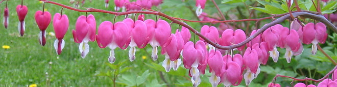 Bleeding Hearts